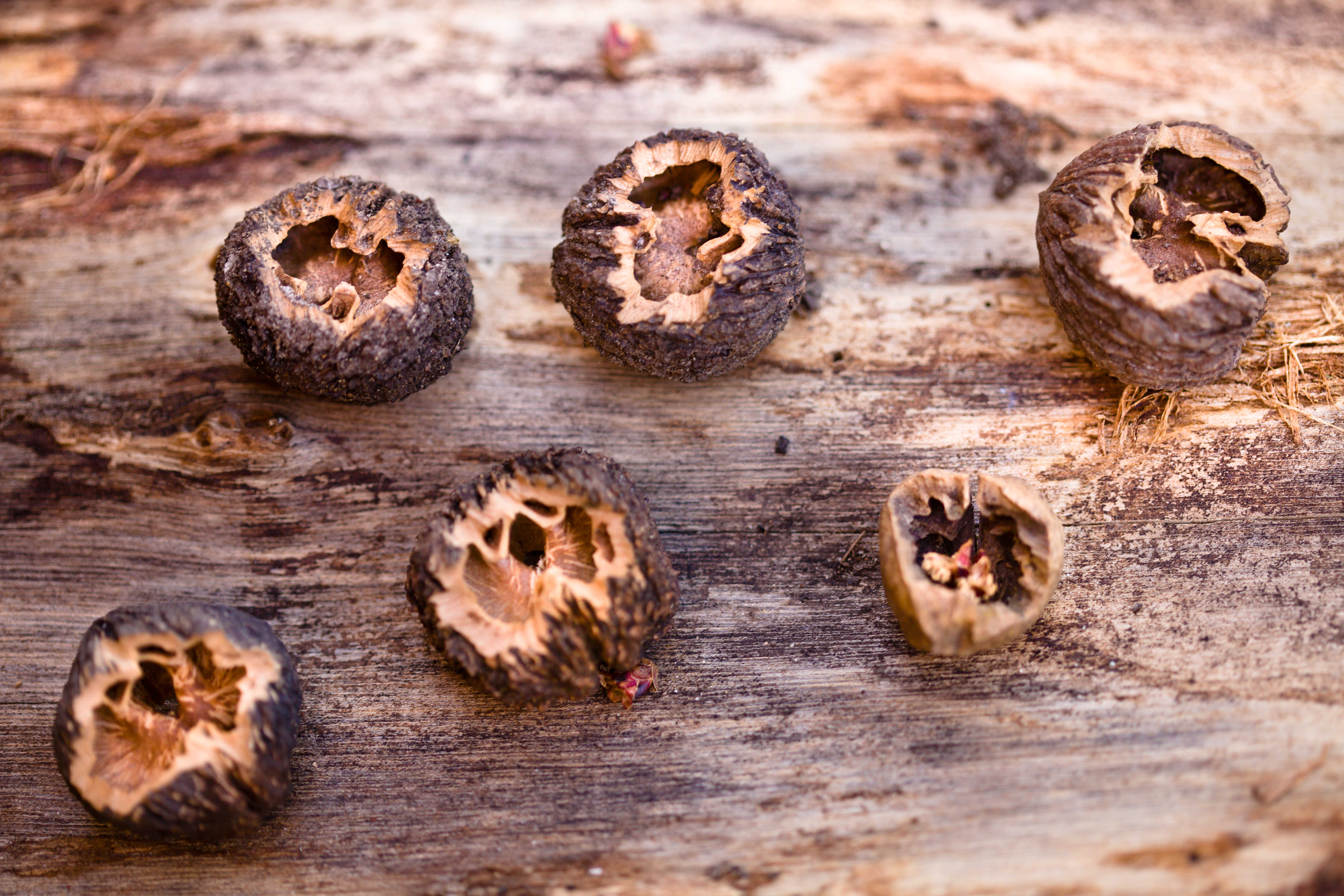 black walnut nuts hull