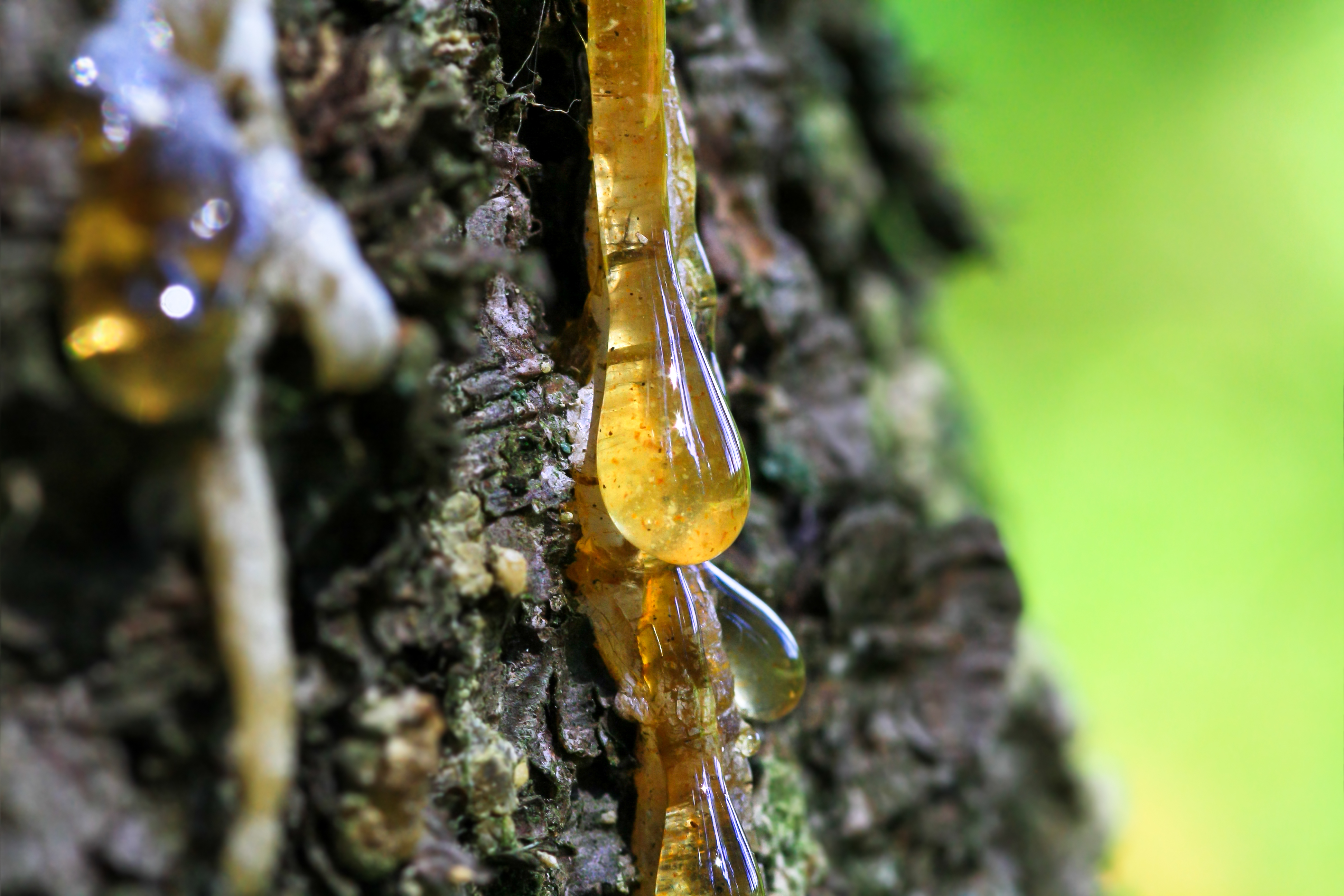 Tree Sap The Same as Maple Syrup? vs Tree Resin & Amber (Edible vs Not)