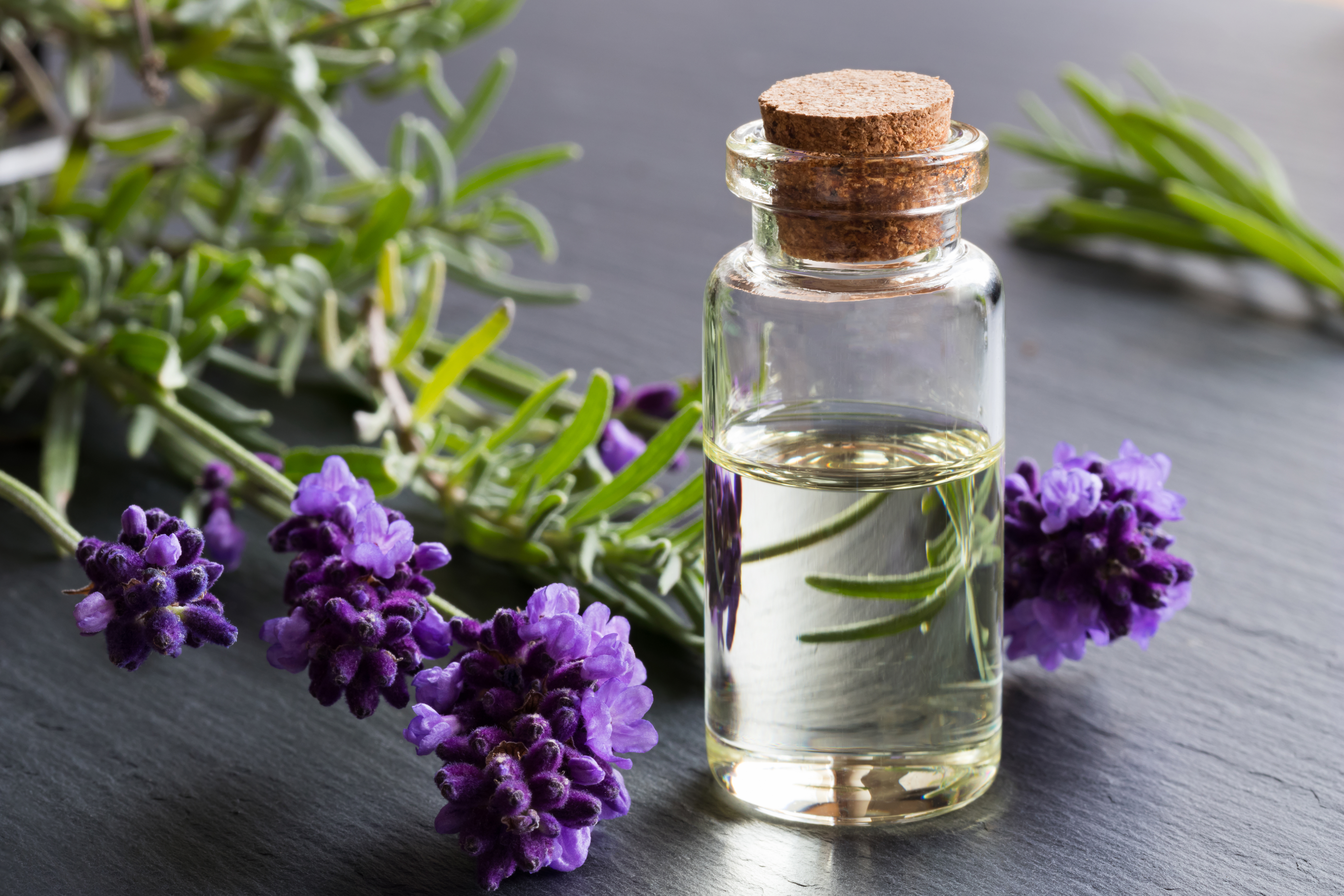 What Are the Benefits of Eating Lavender?