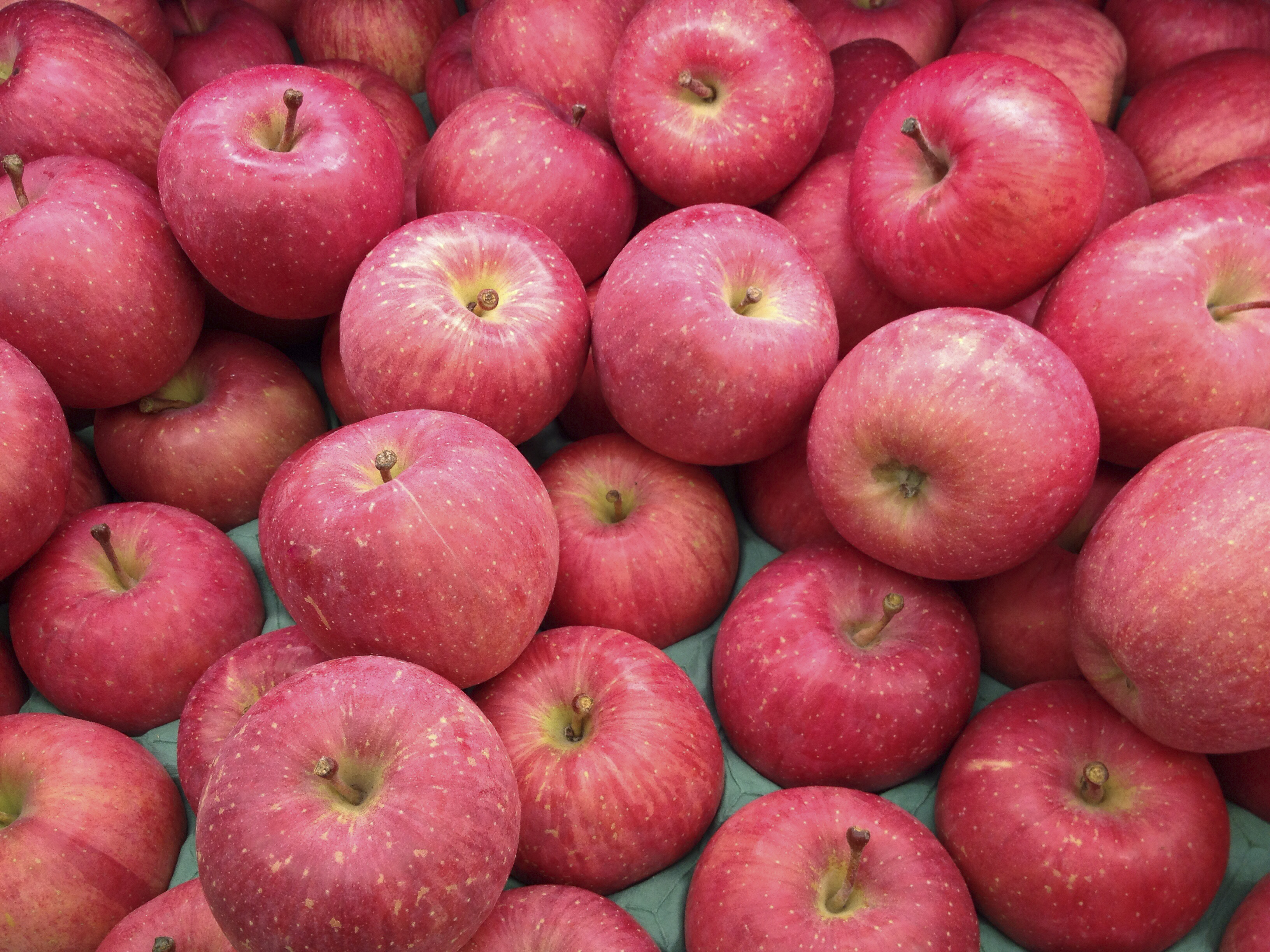 Fuji Apples Information and Facts