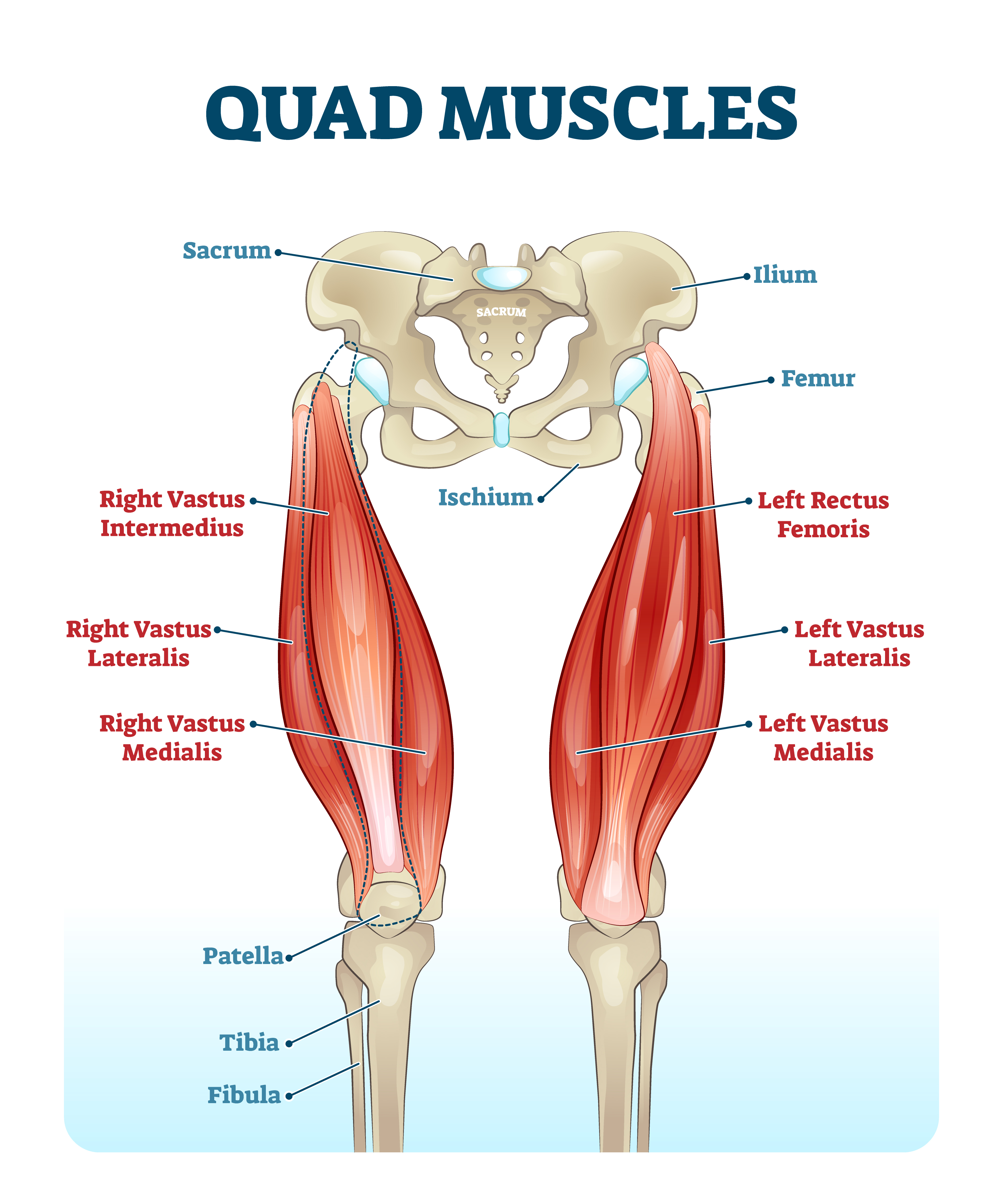 Knowing the muscles you're about to work on can be extremely beneficial.  Next to the legs, …