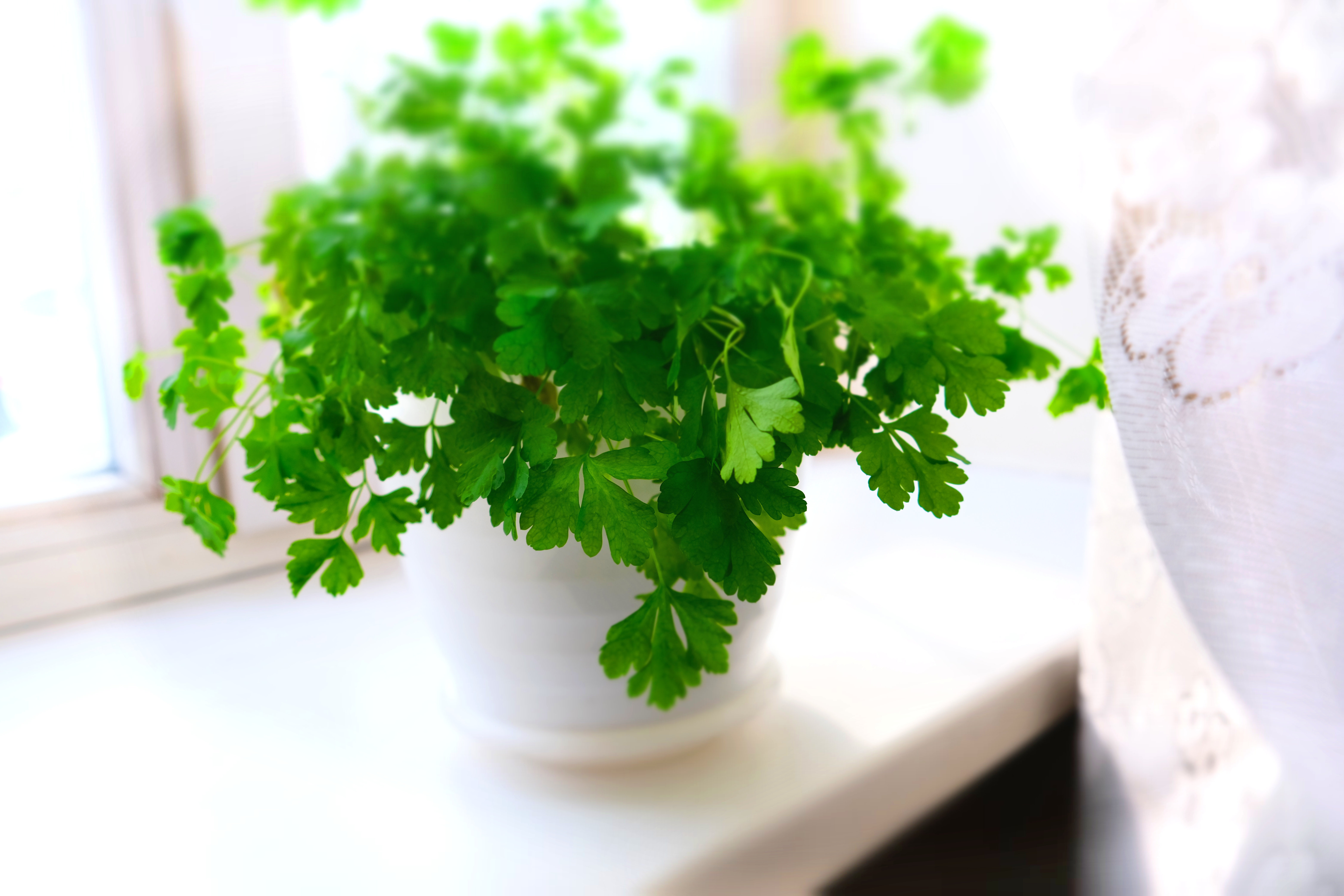 Efficient Parsley, Cilantro, and Tabbouleh Machine