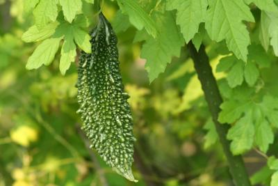 Leaves of 2025 bitter gourd