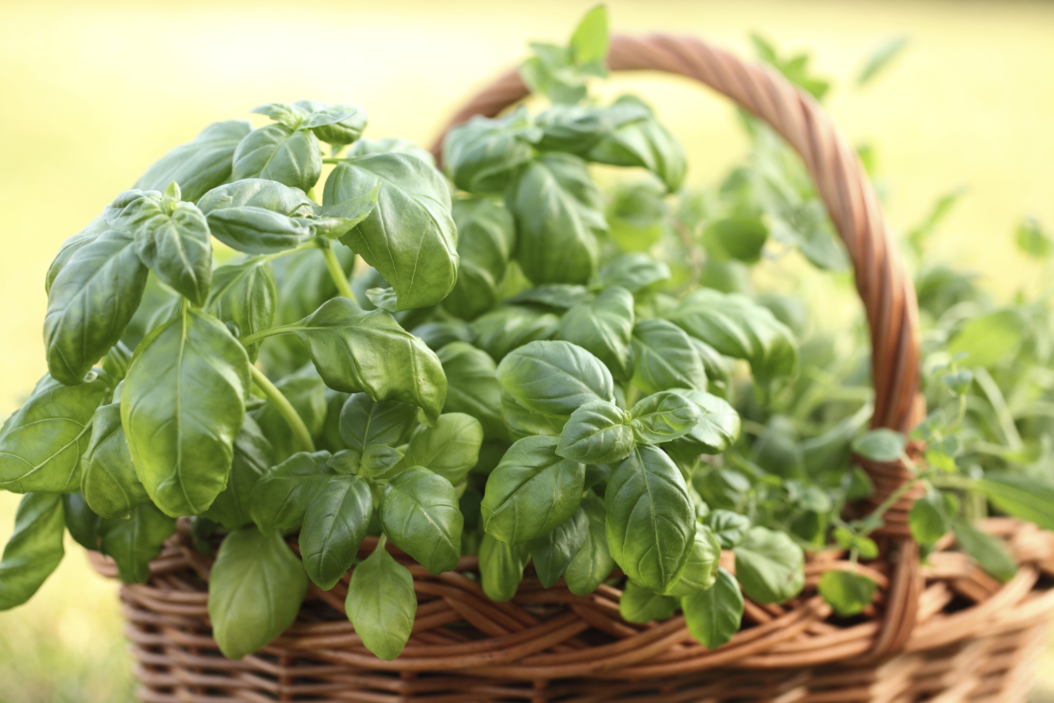 What Are the Health Benefits of Fresh Basil Leaves livestrong