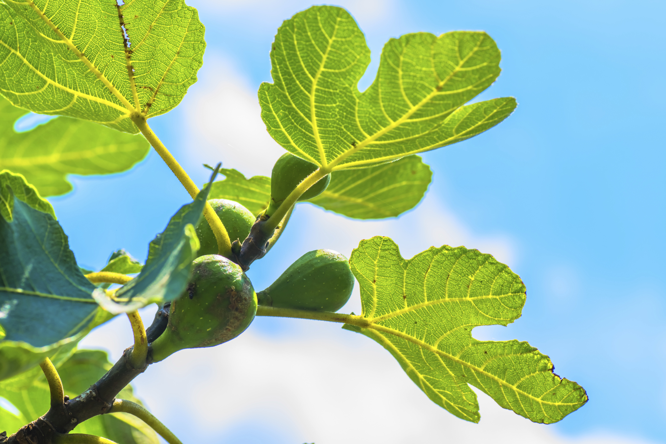 Nutrition Benefits of Fig Leaves | livestrong