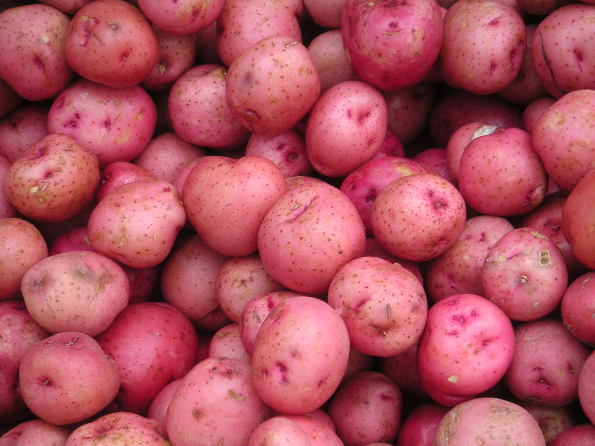 Benefits of Red Potatoes - Healthier Steps