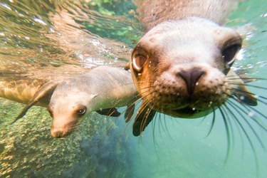 California sea lion pups