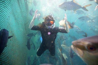 Kim in the underwater pens with the Baja Kanpachi