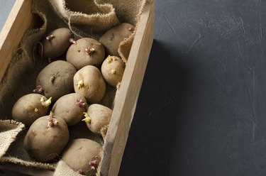 Closeup of heap of different sorts  sprouted potatoes