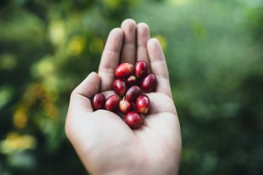 Close-Up Of Hand Holding Red Berry Fruits