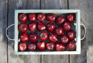 Full tray of freshly picked apples.