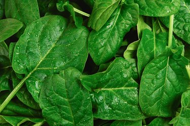 Fresh spinach leaves as background.