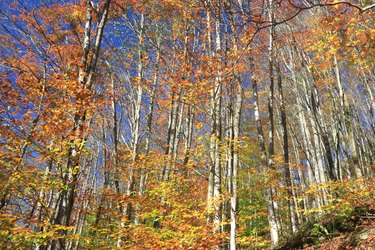 Colorful Autumn trees on a blue sky