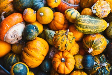 High angle view of various pumpkins