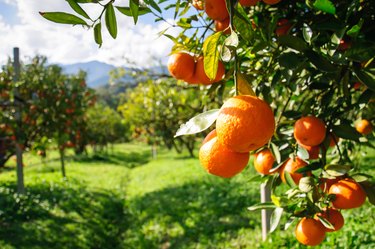 Trees full of ripe oranges, as an example of food high in rutin