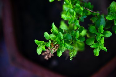 Close view of holy basil as an herb for weight loss