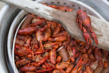 A pot with cooked red crawfish in it for a crawfish boil.