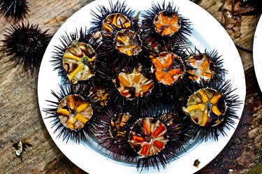 Sea urchins on a plate