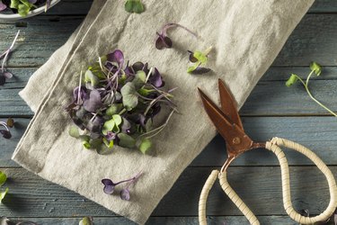 Top view of purple radish microgreens on a towel next to gardening scissors