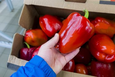 Hand of a woman holding red bell pepper