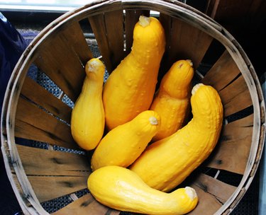 close-up of crookneck squash in round basket with rim