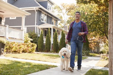 Man Walking Dog Along Suburban Street, getting exercise to help him poop better