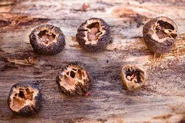 Walnuts on a tree stump