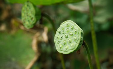 Waterlily or lotus seeds, close-up
