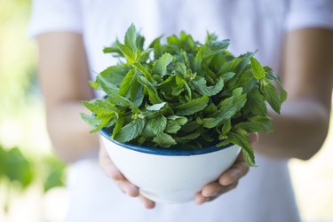 Holding Green Fresh Mint