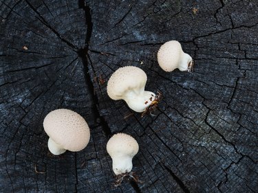 Picked puffball mushrooms on a wooden stump