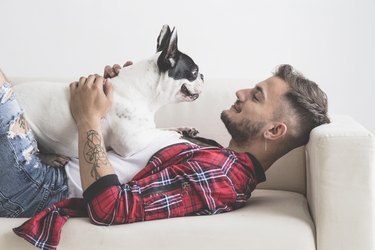 French Bulldog dog with affectionate attitude with his owner