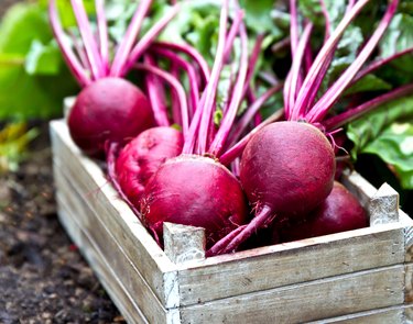 Fresh beetroots in wooden tray. Beet with leaves.