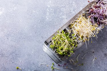 Assorted vegetable sprouts