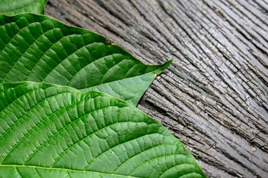 Mitragyna speciosa (kratom)的科学研究叶片，科学研究药物植物与药丸在实验室化学分析。