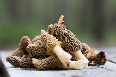 Pile of vitamin D-rich wild morel mushrooms