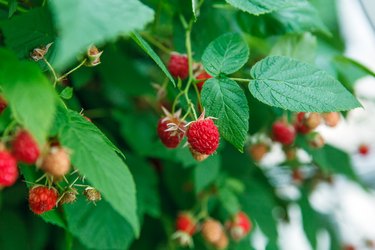 Lots of red ripe raspberries on a bush