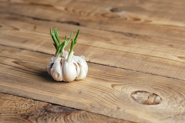 Garlic with green germinated cloves on a wooden table. Ways to eat green garlic.