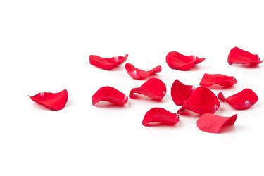Laying red Rose petals
