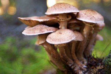 close up photo of a cluster of wild mushrooms