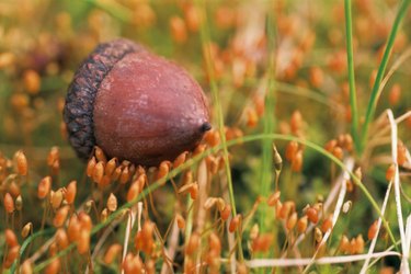 cooked acorn on wheat background