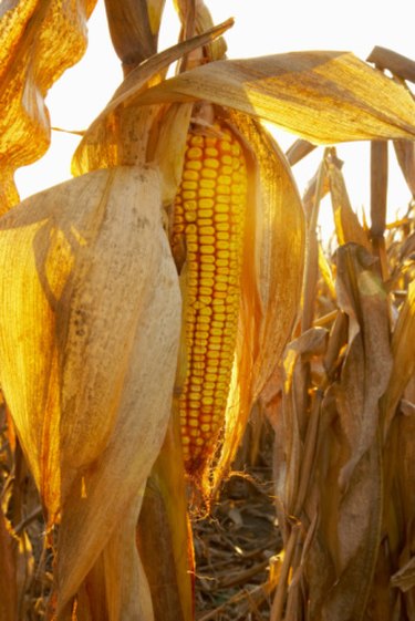 Corn: A versatile, nutrition choice - Mayo Clinic Health System