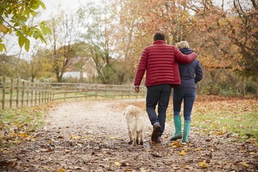 Rear View Of Mature Couple On Autumn Walk With Labrador