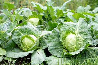 cabbage head growing on vegetable bed