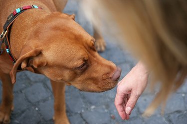 a dog smelling a person's hand, to represent bad hand odor