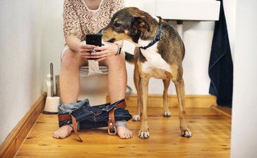 Dog sitting beside his owner texting on her phone while going to the bathroom