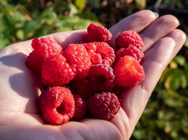 Close up of hand holding raspberries to show raspberry allergy rash pictures