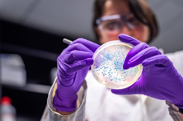 researcher performing examination of bacterial culture plate