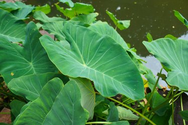 Taro or or eddo or dasheen plant green leaves near water