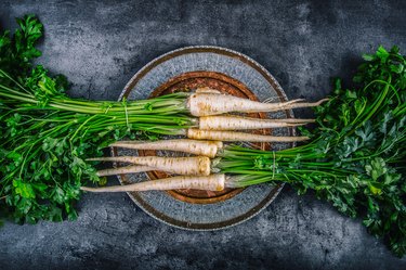 Parsnip. Fresh parsnip. Parsnip with parsley on concrete board.