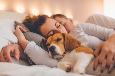 a couple cuddling while sleeping in bed with their pet dog
